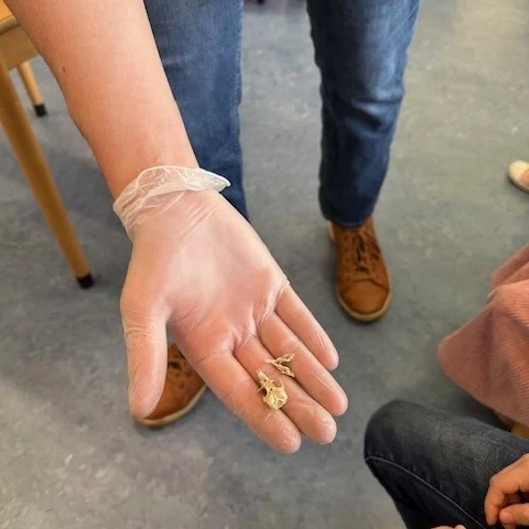 De groepen 5-6 & 1-2 hadden een gastles van Jasper. Hij kwam uilenballen/ braakballen uitpluizen met de kinderen. De groep 5 en 6 mochten zelf ook gaan pluizen, en bij de kleuters werd oplettend gekeken wat Jasper vond. Volgende week zijn de andere groepen aan de beurt voor de gastles. #onderwijs #ervaren @noorderbasis